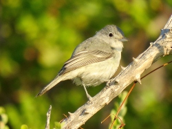 Gray Vireo
